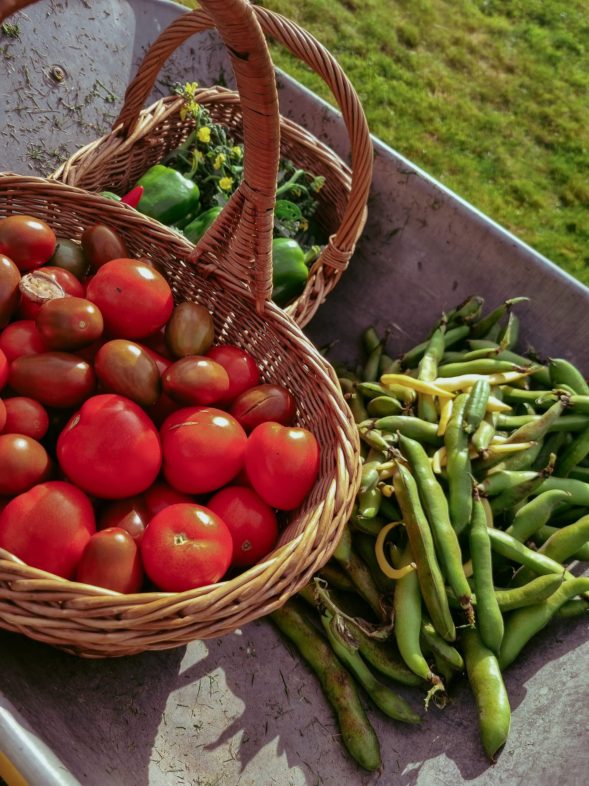 Trädgården — skörd